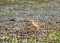 Yellow Bittern.jpg