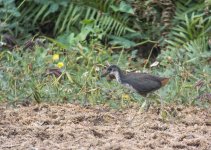 White-breasted Waterhen.jpg