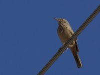 LB Pipit_Al Muaydin_020114a.jpg