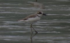 IMG_0985 Gtr Sandplover Pui O.jpg