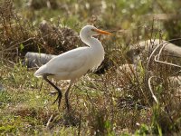 Cattle Egret 7523.jpg