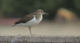 IMG_1050 Common Sand Paui O.jpg