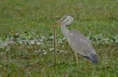 IMG_1019 G Heron + Ch Keelback Pui O.jpg