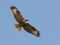 Long-legged Buzzard 7666.jpg