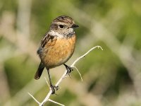 female Stonechat 7609.jpg