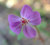 herb robert lullingstone woods 190114axxx.jpg