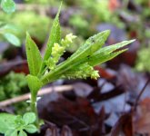 no id flower chalky bank 210114xxx.jpg