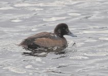 SCAUP 3.jpg