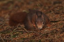 2014_01_04 (12)_Red_Squirrel (800x533).jpg