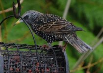 Starling on feeder.jpg