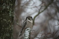 Hawk Owl (Sibelius Park).jpg
