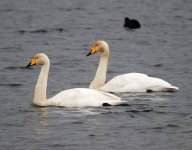 whoopers2.JPG