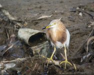 Javan Pond Heron.jpg