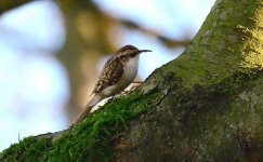 Treecreeper 13 dec 4 s.jpg