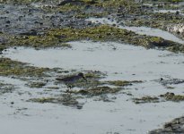 BB Sandpiper_Filim_030114a.jpg