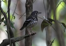 ashy ground thrush.JPG