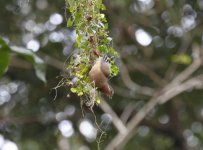 white-browed brwn dove.JPG