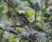 spotted wood kingfisher.JPG