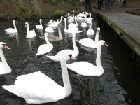 swans_Bolam.jpg