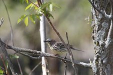 Kirtlands warbler1.jpg