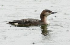 02BlackThroatedDiver.jpg