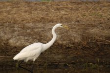 great egret blur rx100M2 stx95 _DSC6284.jpg