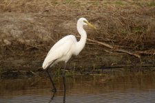 great egret rx100M2 stx95_DSC6288.jpg