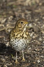 Song Thrush03032014Clara Vale N.jpg