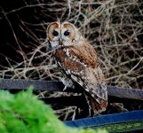 Definitive Tawny Owl, Jan.28th '14 back garden..jpg