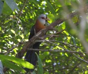 scale feathered malkoha.JPG