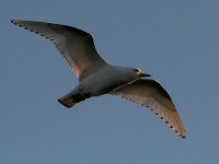 Ivory Gull 6885.jpg