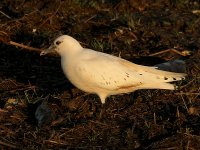 Ivory Gull 7042.jpg