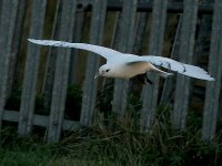 Ivory Gull 6903.jpg