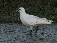 Ivory Gull 6998.jpg