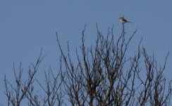 02Great Grey Shrike.jpg