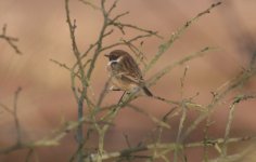 03StoneChat.jpg