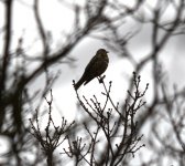 Song Thrush I Think.JPG