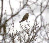 Song Mistle Thrush.jpg