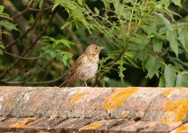 Song Thrush.jpg