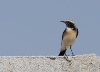 Desert Wheatear_Ash Shuwaymiyyah_050114a.jpg