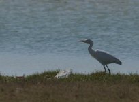 Cattle Egret_Ash Shuwaymiyyah_050114a.jpg