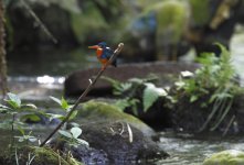 indigio banded kingfisher.JPG