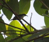 stripe headed rhabdornis.JPG