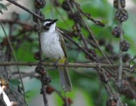 yellow-v bulbul.JPG