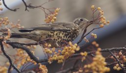 Mistle Thrush_G9A5772.JPG