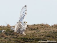 snowyowl_rba.jpg