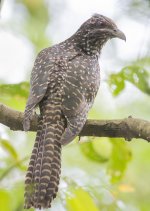 Asian Koel.jpg