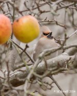 20140215-waxwing-DSC04172-(2).jpg