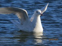 iceland gull, dundee 011.jpg