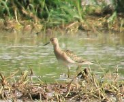 Wader_0001-4.jpg